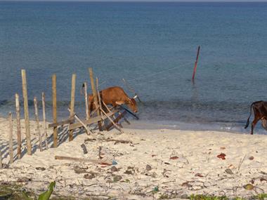 2004 Cuba, Maria la Gorda - Cayo Levisa, DSC00583 B_B720